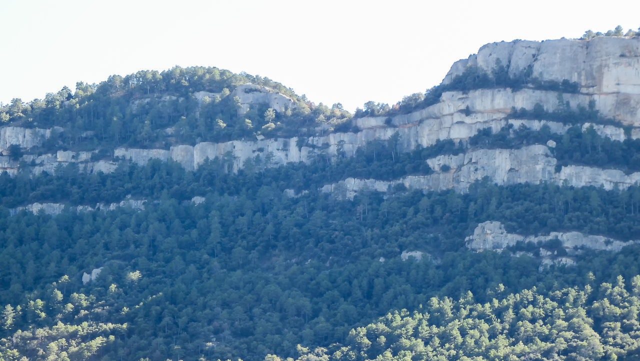 HIGH ANGLE VIEW OF PINE TREES ON MOUNTAIN