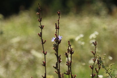 Close-up of flowering plant