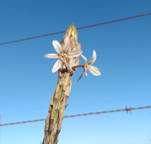 Low angle view of flower tree against clear blue sky