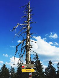 Low angle view of tree against blue sky