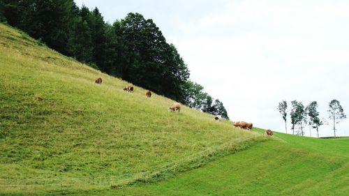 Scenic view of grassy field against sky