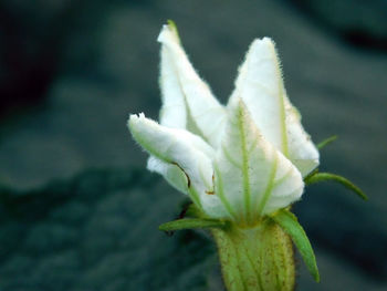 Close-up of flower against blurred background