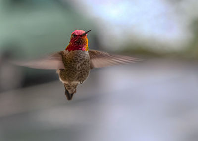 Close-up of a bird flying