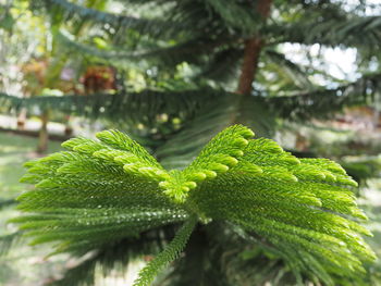 Close-up of raindrops on pine tree