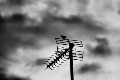 Bird on an aerial with dark clouds