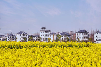 Scenic view of oilseed rape field against sky