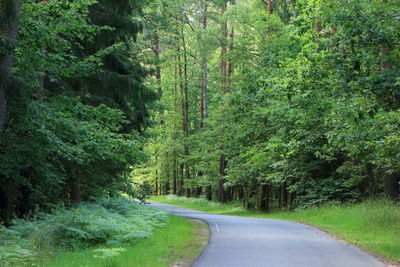 Road amidst trees in forest