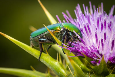 Close-up of a metallic green beetle feeding  on purple flower