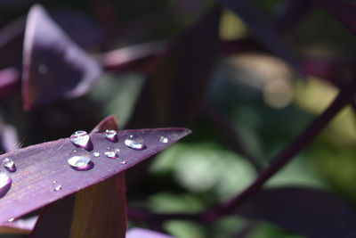 Close-up of water drops on leaf
