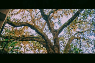 Low angle view of tree against sky