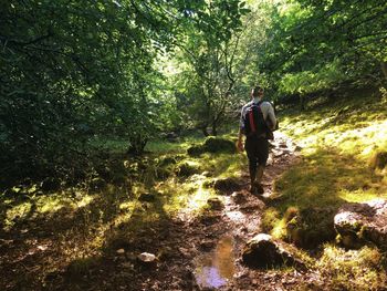 Rear view of man walking in forest