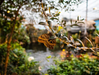 Close-up of butterfly on leaves