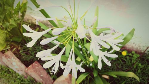 Close-up of plant