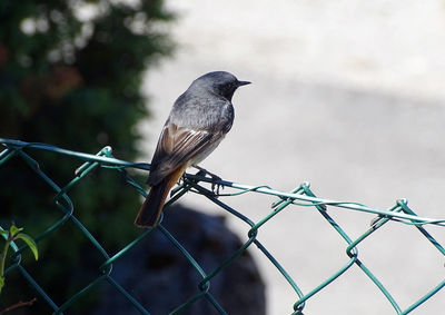 Close-up of bird perching on chainlink fence