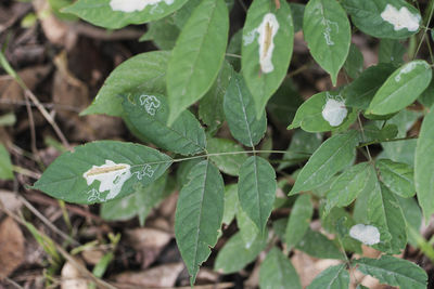 Close-up of raindrops on leaves