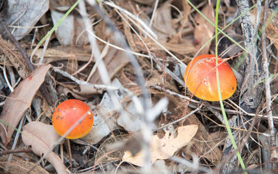 High angle view of orange mushroom growing on field