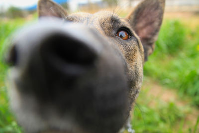 Close-up portrait of a dog