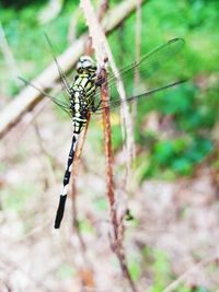 Close-up of insect