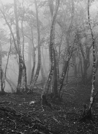 Trees in forest during winter