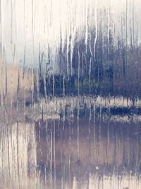 Close-up of plants against lake