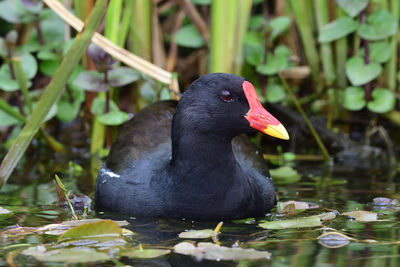 Portrait of a moorhen swimming in the water