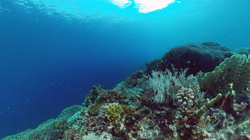 View of coral swimming in sea