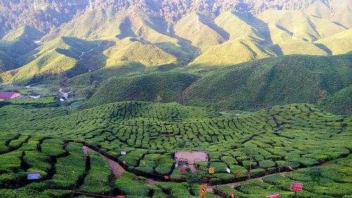 Tea plantation at tanah rata, cameron highlands