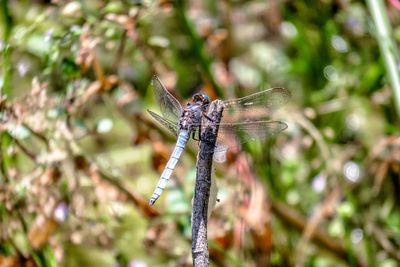 Close-up of dragonfly on plant