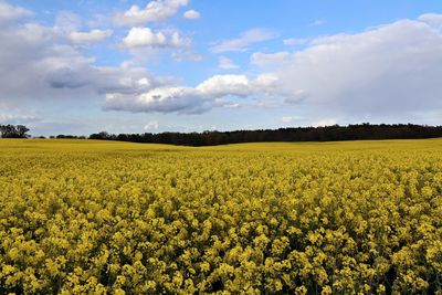 Scenic view of oilseed rape field against sky