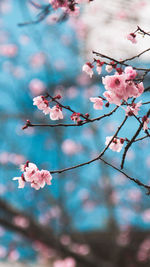 Close-up of cherry blossoms in spring