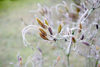 Close-up of red flowering plant