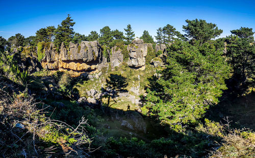 Plants growing on rocks against sky