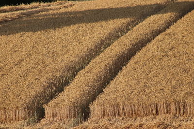 View of corn field