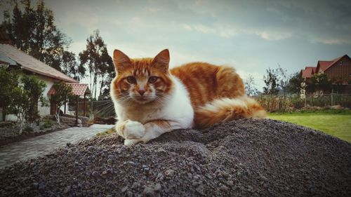 Portrait of ginger cat