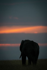 Silhouette of animal on field against sky during sunset