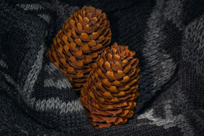 Close-up of pine cone