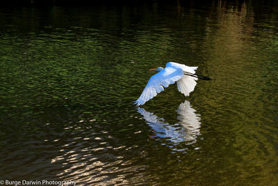 Bird flying over lake