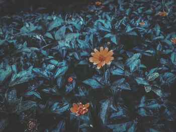 High angle view of flowering plants