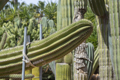 Close-up of cactus growing on field