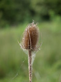 Close-up of dried plant on field