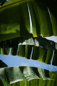 Close-up of leaves on plant