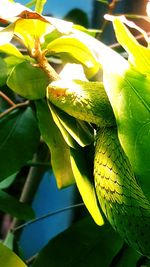 Close-up of leaves