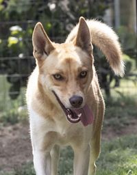 Close-up portrait of dog standing on field