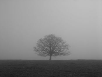 Bare tree on field against sky