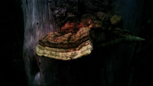 Close-up of tree trunk