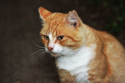 Close-up of cat looking away