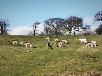 Horses grazing in a field