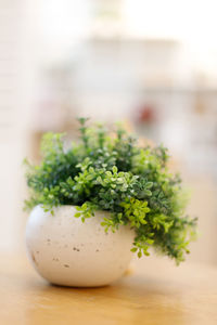 Close-up of potted plant on table