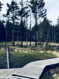 Trees growing in forest against sky