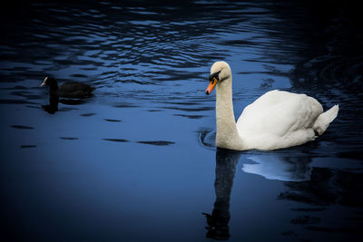 Swan and coot swimming in lake